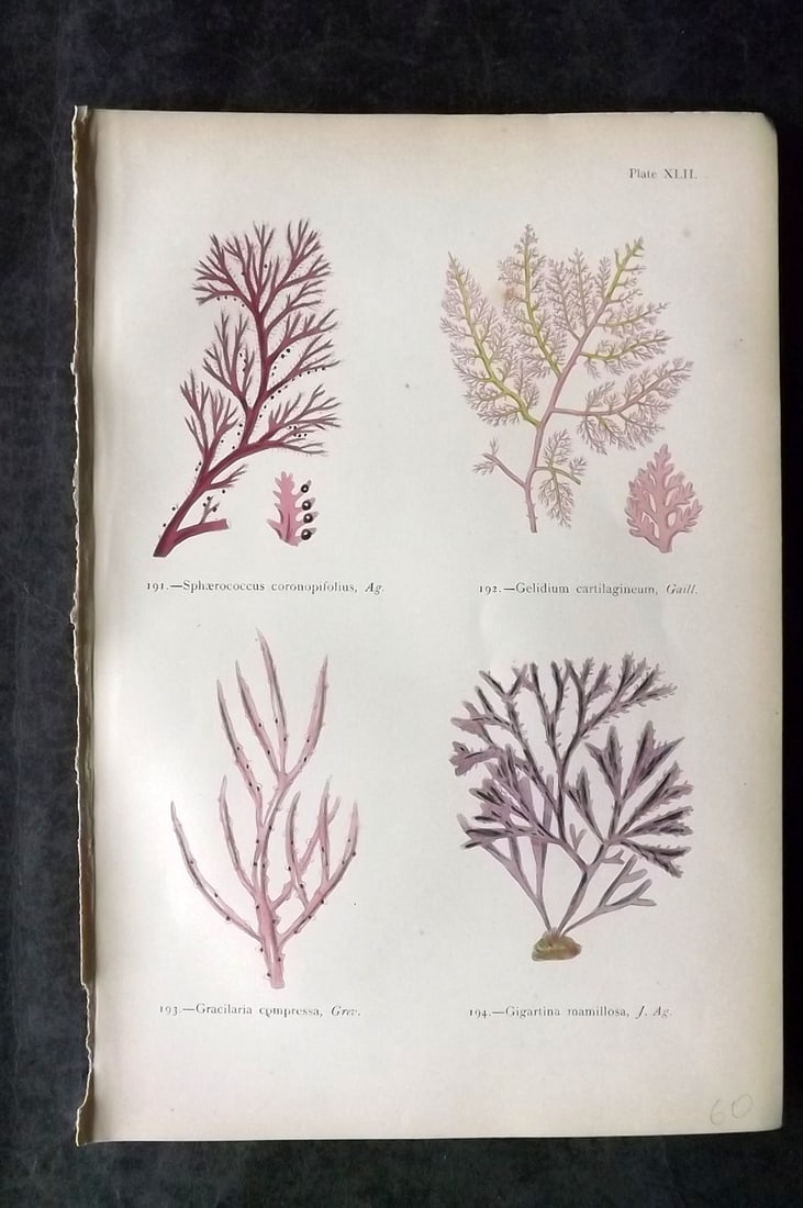 Gatty, Mrs Alfred 1872 Antique Seaweed Print. Spaerococcus, Gelidium, Gracilaria, Gigartina 42: Antique Woodblock Published 1872, London for "British Sea-Weeds. Drawn From Professor Harvey's 'Phycologia Britannica'" by Mrs Alfred Gatty. Printed in colours, some plates with additional hand colour