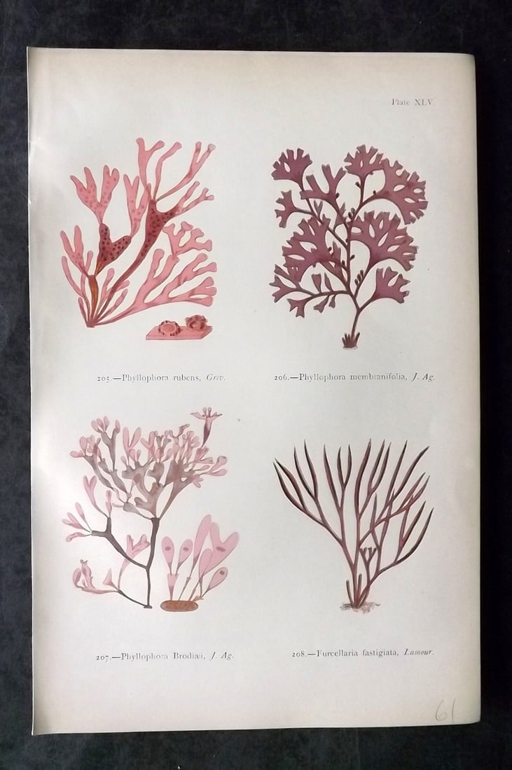 Gatty, Mrs Alfred 1872 Antique Seaweed Print. Phyllophora, Furcellaria 45: Antique Woodblock Published 1872, London for "British Sea-Weeds. Drawn From Professor Harvey's 'Phycologia Britannica'" by Mrs Alfred Gatty. Printed in colours, some plates with additional hand colour
