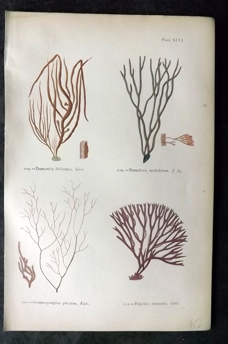 Gatty, Mrs Alfred 1872 Antique Seaweed Print. Dumontia, Nemaleon, Gymnogongrus, Polyides 46: Antique Woodblock Published 1872, London for "British Sea-Weeds. Drawn From Professor Harvey's 'Phycologia Britannica'" by Mrs Alfred Gatty. Printed in colours, some plates with additional hand colour