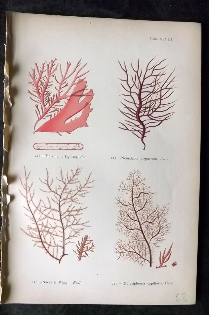 Gatty, Mrs Alfred 1872 Antique Seaweed Print. Halymenia, Nemaleon, Naccaria, Gloiosiphonia 48: Antique Woodblock Published 1872, London for "British Sea-Weeds. Drawn From Professor Harvey's 'Phycologia Britannica'" by Mrs Alfred Gatty. Printed in colours, some plates with additional hand colour