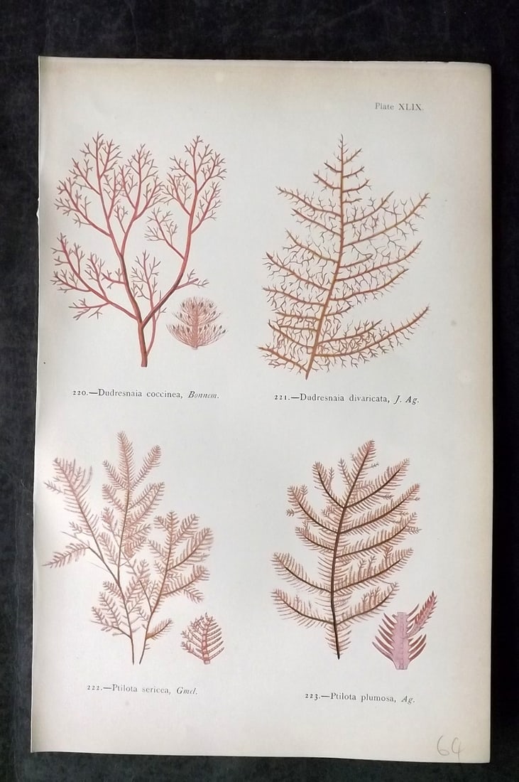 Gatty, Mrs Alfred 1872 Antique Seaweed Print. Dudresnaia, Ptilota 49: Antique Woodblock Published 1872, London for "British Sea-Weeds. Drawn From Professor Harvey's 'Phycologia Britannica'" by Mrs Alfred Gatty. Printed in colours, some plates with additional hand colour