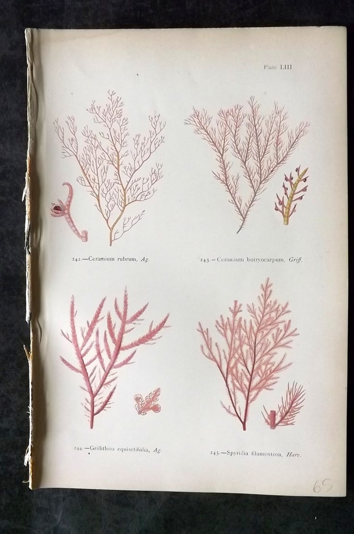 Gatty, Mrs Alfred 1872 Antique Seaweed Print. Ceramium, Griffithsia, Spyridia 53: Antique Woodblock Published 1872, London for "British Sea-Weeds. Drawn From Professor Harvey's 'Phycologia Britannica'" by Mrs Alfred Gatty. Printed in colours, some plates with additional hand colour