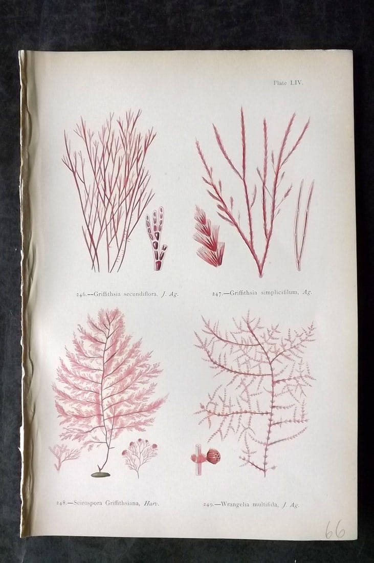 Gatty, Mrs Alfred 1872 Antique Seaweed Print. Griffithsia, Seirospora, Wrangelia 54: Antique Woodblock Published 1872, London for "British Sea-Weeds. Drawn From Professor Harvey's 'Phycologia Britannica'" by Mrs Alfred Gatty. Printed in colours, some plates with additional hand colour
