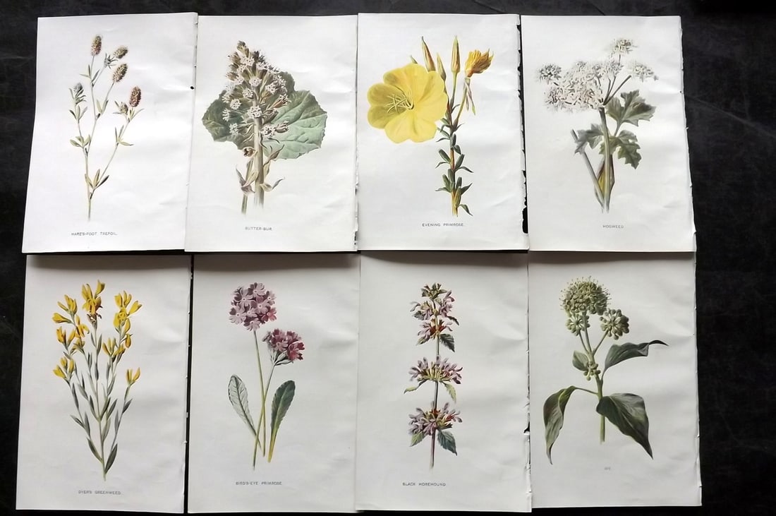Hulme, Edward C1900 Lot of 8 Botanical Prints. Wild Flowers: Offset Lithographs Published C1900, London for "Familiar Wild Flowers" by F. Edward Hulme & Shirley Hibberd. Paper Size: 7.5 x 5 inch (19 x 13cm) Good Condition