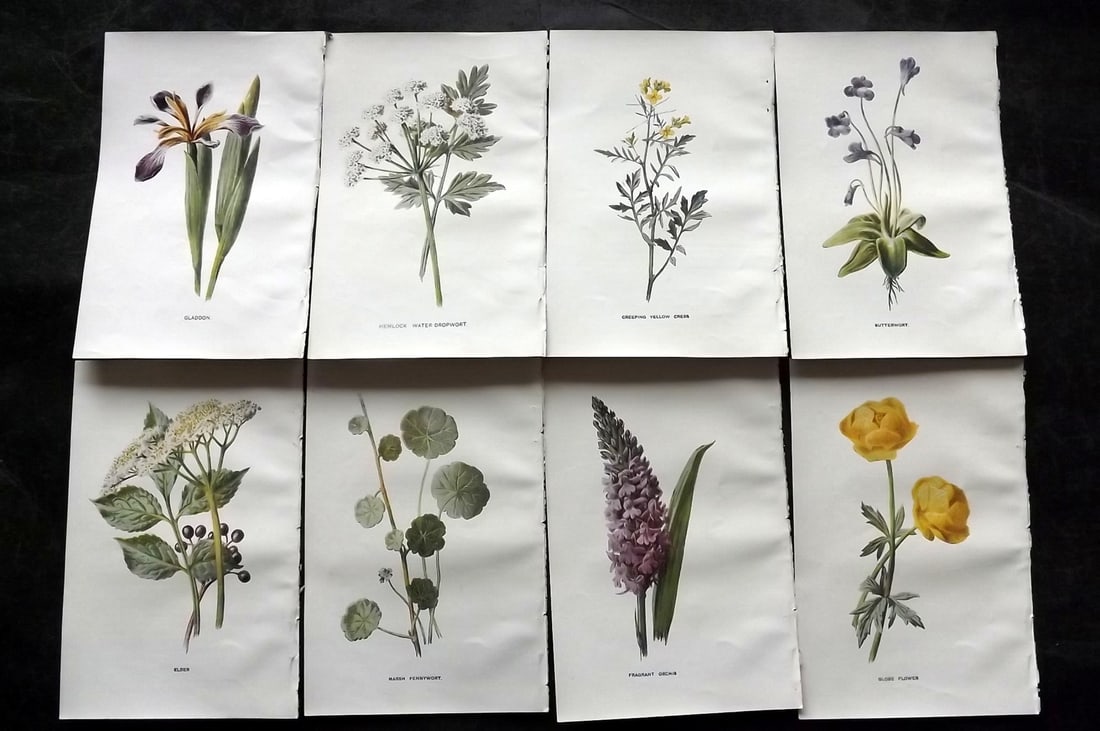 Hulme, Edward C1900 Lot of 8 Botanical Prints. Wild Flowers: Offset Lithographs Published C1900, London for "Familiar Wild Flowers" by F. Edward Hulme & Shirley Hibberd. Paper Size: 7.5 x 5 inch (19 x 13cm) Good Condition