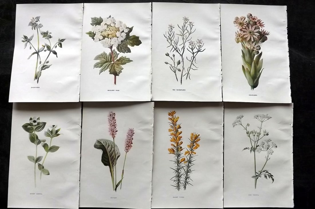 Hulme, Edward C1900 Lot of 8 Botanical Prints. Wild Flowers: Offset Lithographs Published C1900, London for "Familiar Wild Flowers" by F. Edward Hulme & Shirley Hibberd. Paper Size: 7.5 x 5 inch (19 x 13cm) Good Condition