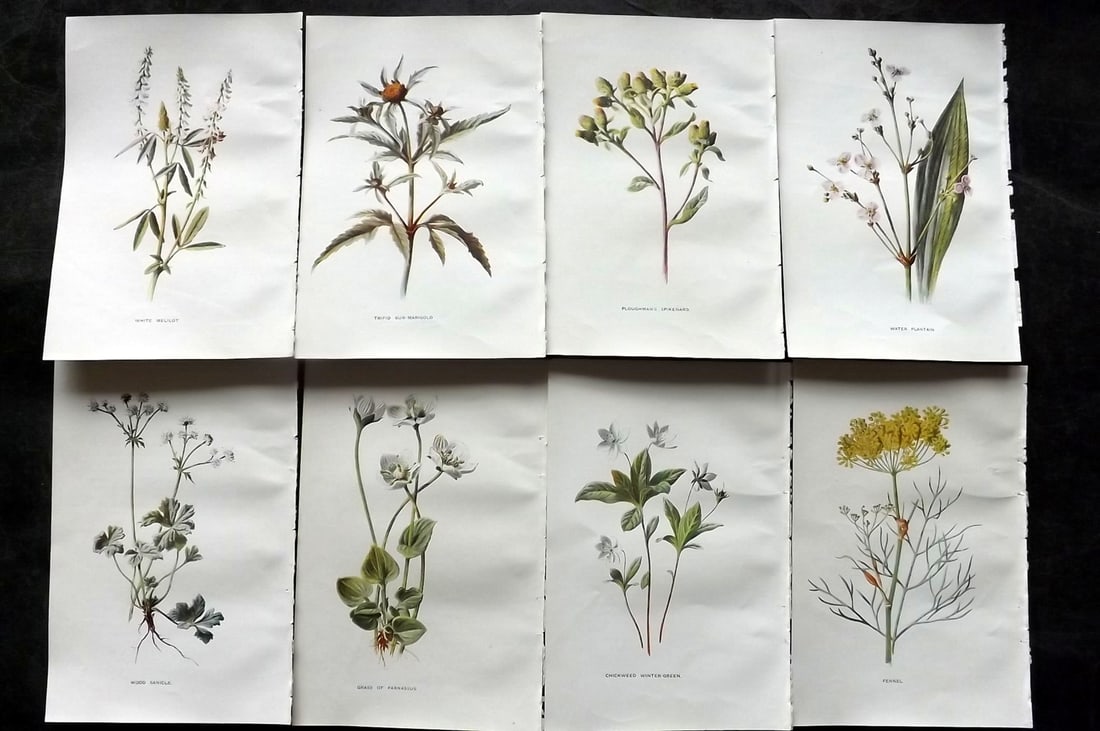 Hulme, Edward C1900 Lot of 8 Botanical Prints. Wild Flowers: Offset Lithographs Published C1900, London for "Familiar Wild Flowers" by F. Edward Hulme & Shirley Hibberd. Paper Size: 7.5 x 5 inch (19 x 13cm) Good Condition
