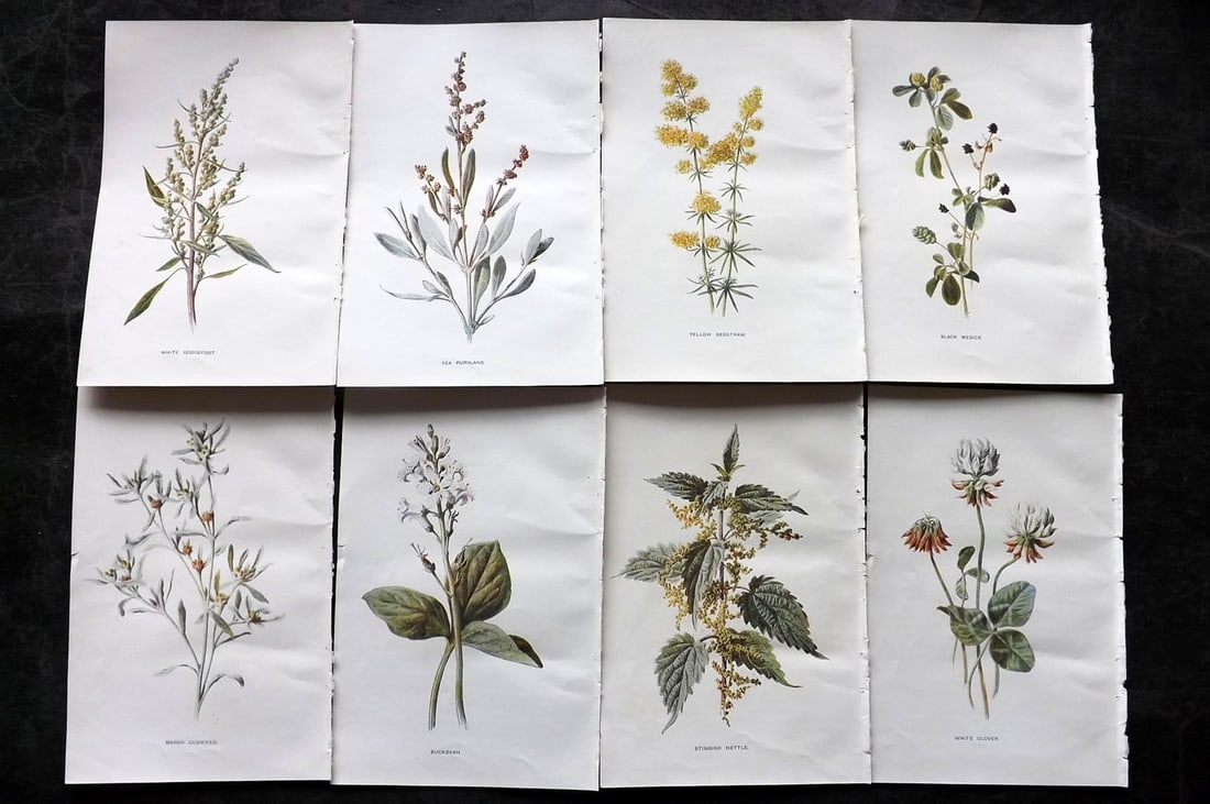 Hulme, Edward C1900 Lot of 8 Botanical Prints. Wild Flowers: Offset Lithographs Published C1900, London for "Familiar Wild Flowers" by F. Edward Hulme & Shirley Hibberd. Paper Size: 7.5 x 5 inch (19 x 13cm) Good Condition