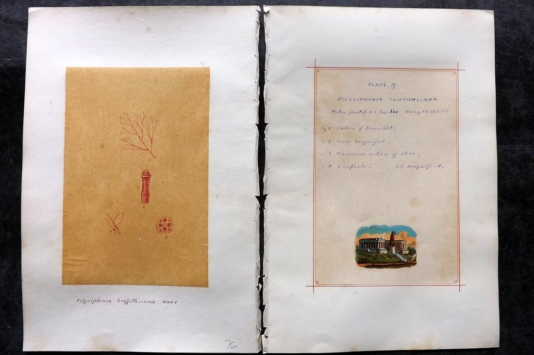 Original Art C1875 Seaweed. Polysiphonia Griffithsina 17: Pen, Ink and/or Watercolour Made in C1875, England for a privately created work on British Seaweeds by an unknown but Gifted Artist. Each drawing with accompanying descriptive manuscript plate, also f