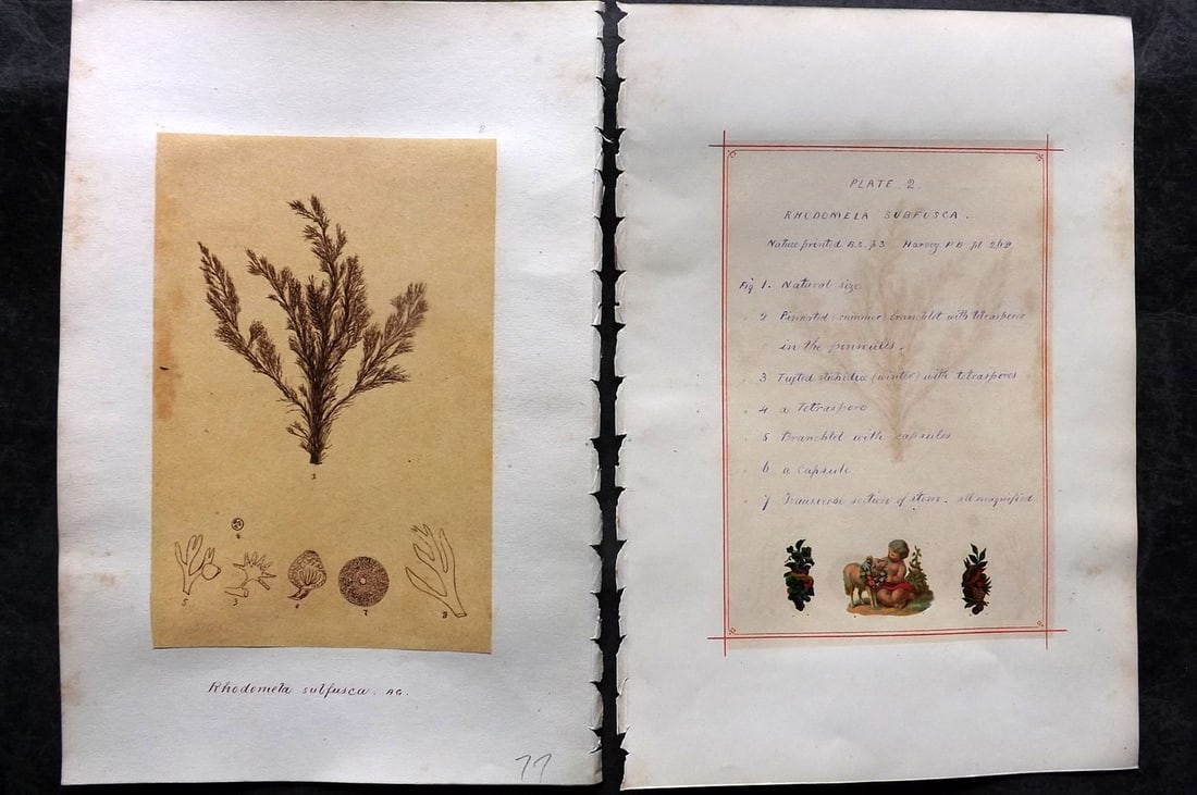 Original Art C1875 Seaweed. Rhodomela Subfusca 02: Pen, Ink and/or Watercolour Made in C1875, England for a privately created work on British Seaweeds by an unknown but Gifted Artist. Each drawing with accompanying descriptive manuscript plate, also f