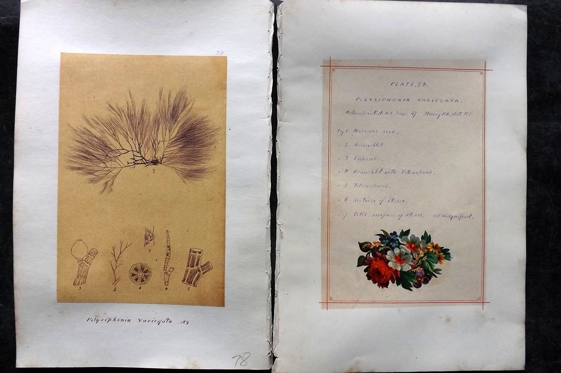 Original Art C1875 Seaweed. Polysiphonia Variegata 24: Pen, Ink and/or Watercolour Made in C1875, England for a privately created work on British Seaweeds by an unknown but Gifted Artist. Each drawing with accompanying descriptive manuscript plate, also f
