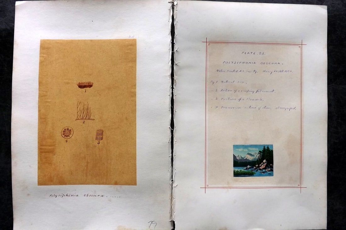 Original Art C1875 Seaweed. Polysiphonia Obscura 25: Pen, Ink and/or Watercolour Made in C1875, England for a privately created work on British Seaweeds by an unknown but Gifted Artist. Each drawing with accompanying descriptive manuscript plate, also f