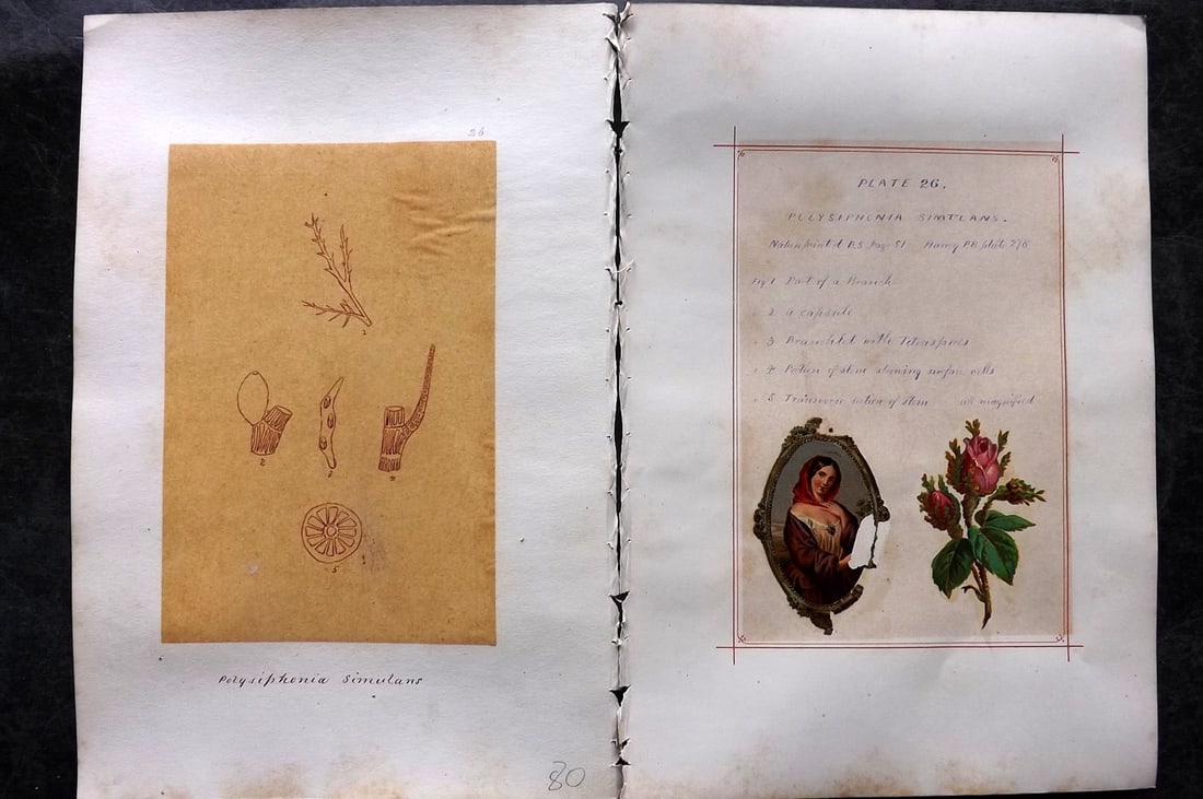 Original Art C1875 Seaweed. Polysiphonia Simulans 26: Pen, Ink and/or Watercolour Made in C1875, England for a privately created work on British Seaweeds by an unknown but Gifted Artist. Each drawing with accompanying descriptive manuscript plate, also f