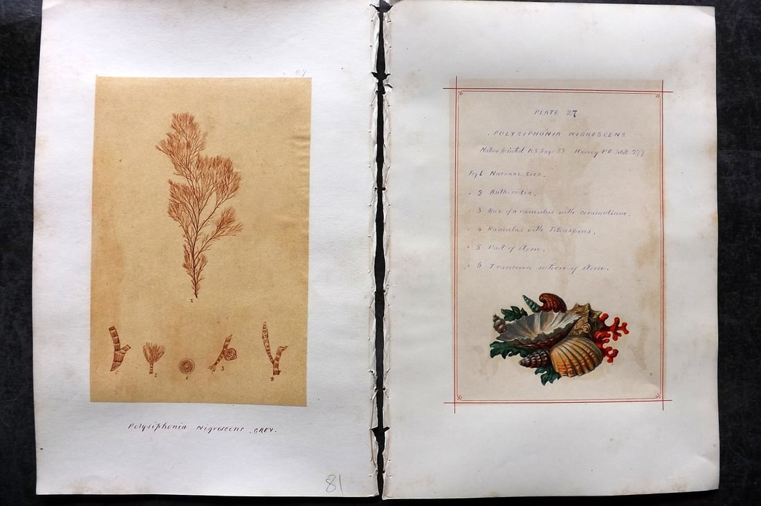 Original Art C1875 Seaweed. Polysiphonia Nigrescens 27: Pen, Ink and/or Watercolour Made in C1875, England for a privately created work on British Seaweeds by an unknown but Gifted Artist. Each drawing with accompanying descriptive manuscript plate, also f