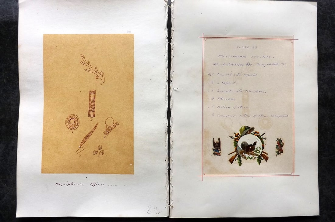 Original Art C1875 Seaweed. Polysiphonia Affinis 28: Pen, Ink and/or Watercolour Made in C1875, England for a privately created work on British Seaweeds by an unknown but Gifted Artist. Each drawing with accompanying descriptive manuscript plate, also f