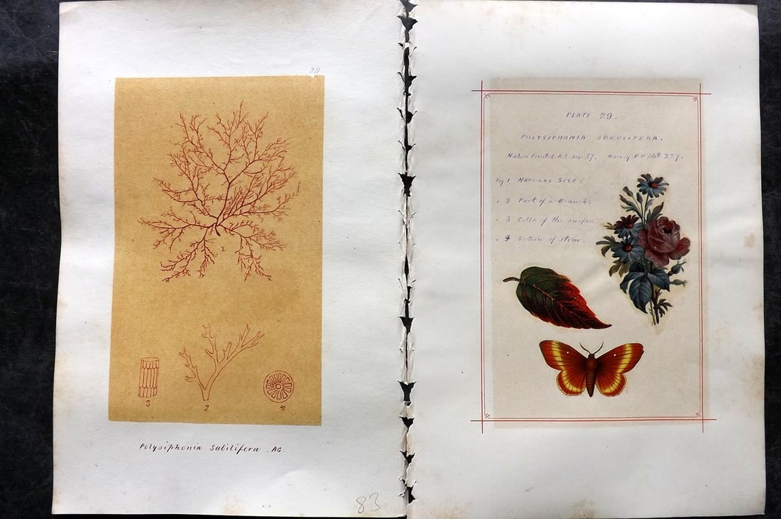 Original Art C1875 Seaweed. Polysiphonia Subulifera 29: Pen, Ink and/or Watercolour Made in C1875, England for a privately created work on British Seaweeds by an unknown but Gifted Artist. Each drawing with accompanying descriptive manuscript plate, also f