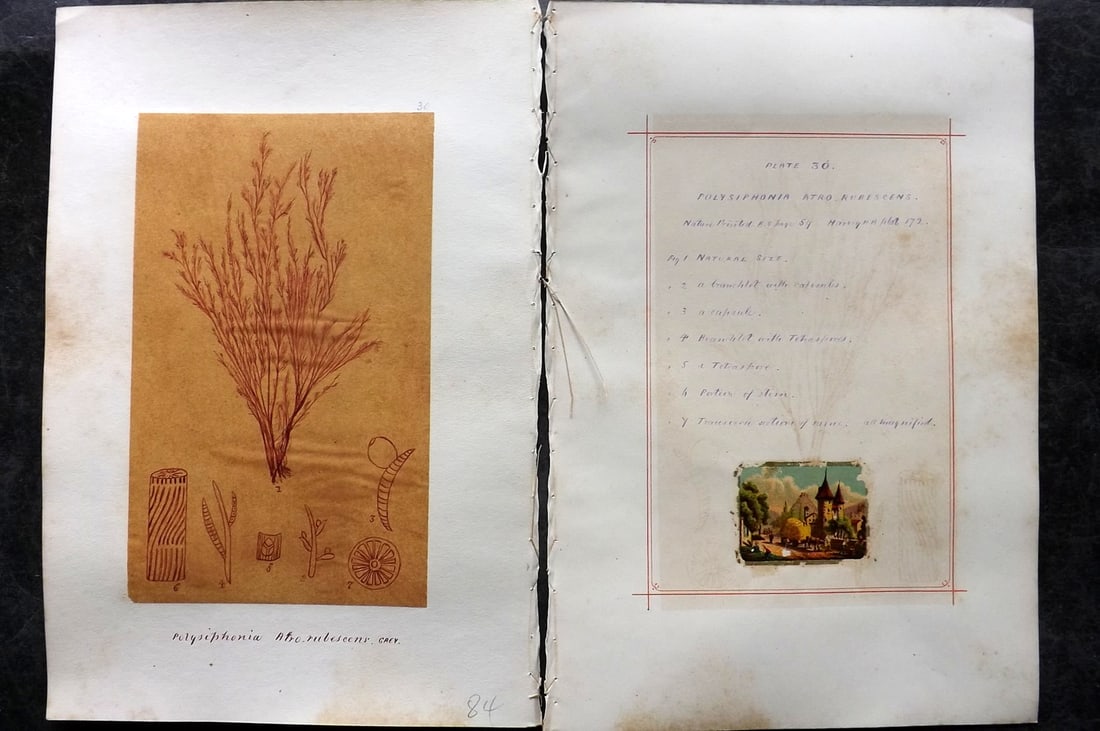 Original Art C1875 Seaweed. Polysiphonia Atro-Rubescens 30: Pen, Ink and/or Watercolour Made in C1875, England for a privately created work on British Seaweeds by an unknown but Gifted Artist. Each drawing with accompanying descriptive manuscript plate, also f