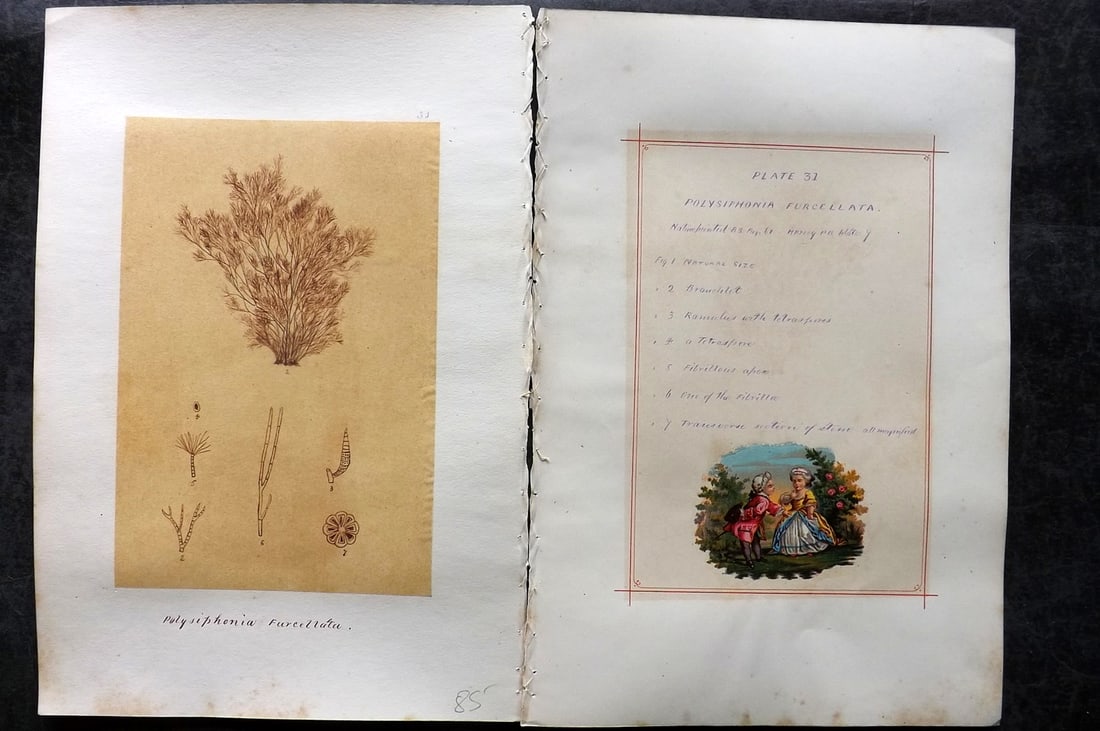 Original Art C1875 Seaweed. Polysiphonia Furcellata 31: Pen, Ink and/or Watercolour Made in C1875, England for a privately created work on British Seaweeds by an unknown but Gifted Artist. Each drawing with accompanying descriptive manuscript plate, also f