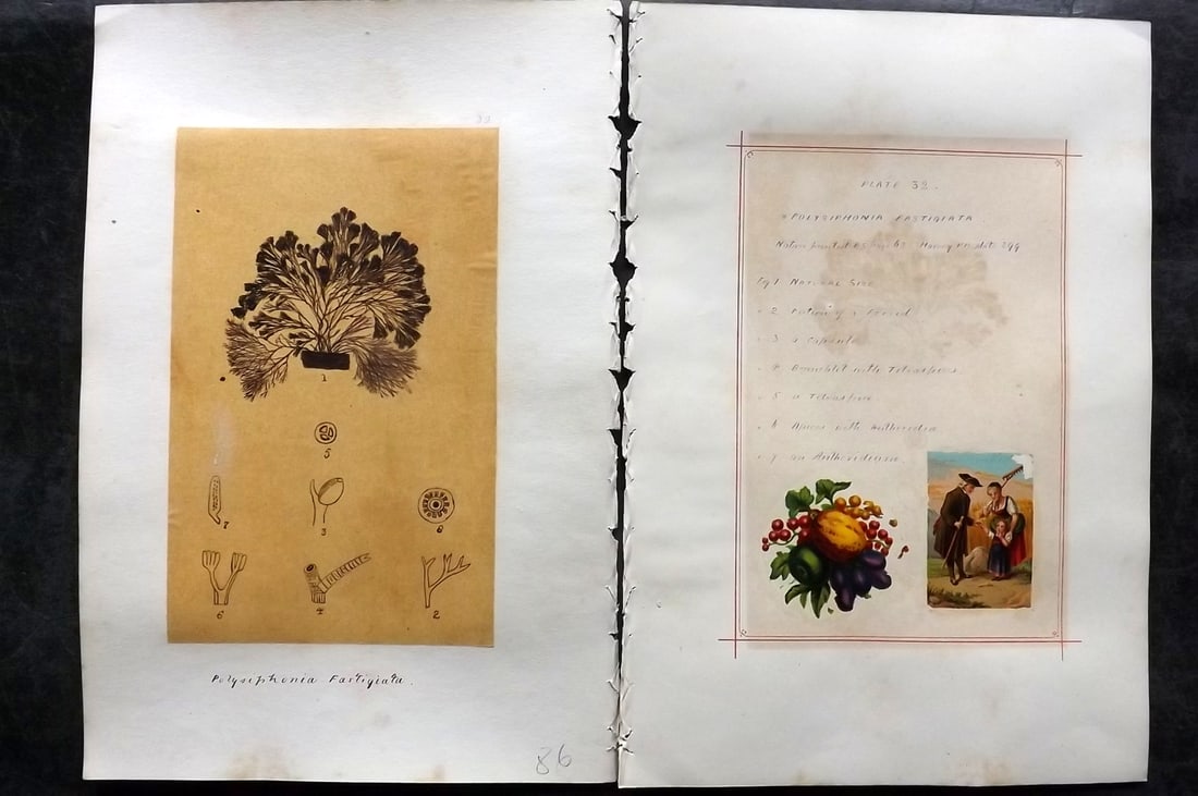 Original Art C1875 Seaweed. Polysiphonia Fastigiata 32: Pen, Ink and/or Watercolour Made in C1875, England for a privately created work on British Seaweeds by an unknown but Gifted Artist. Each drawing with accompanying descriptive manuscript plate, also f