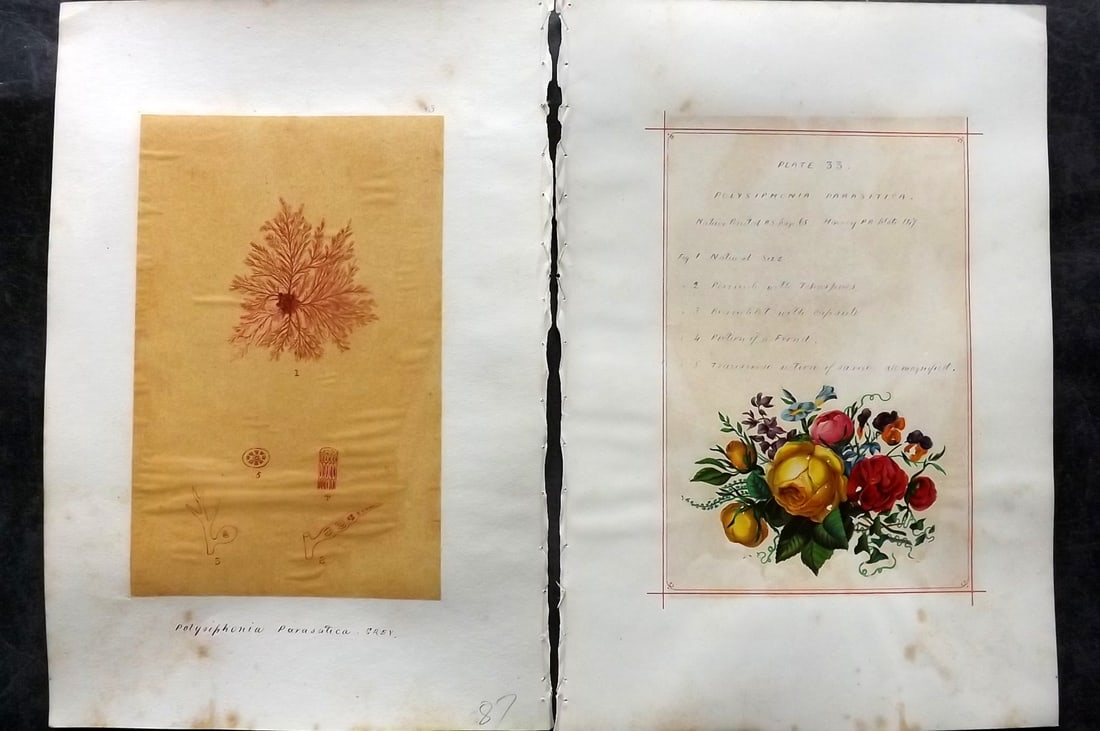 Original Art C1875 Seaweed. Polysiphonia Parasatica 33: Pen, Ink and/or Watercolour Made in C1875, England for a privately created work on British Seaweeds by an unknown but Gifted Artist. Each drawing with accompanying descriptive manuscript plate, also f
