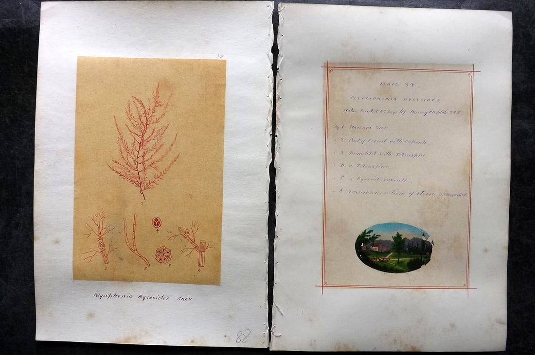 Original Art C1875 Seaweed. Polysiphonia Byssoides 34: Pen, Ink and/or Watercolour Made in C1875, England for a privately created work on British Seaweeds by an unknown but Gifted Artist. Each drawing with accompanying descriptive manuscript plate, also f