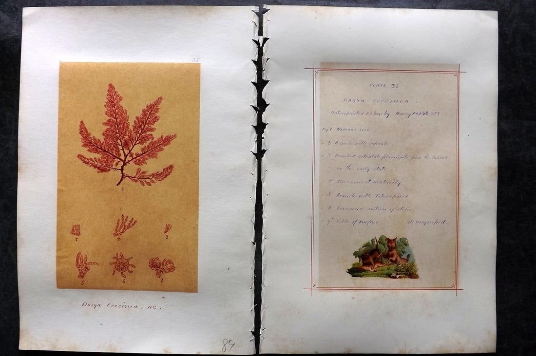 Original Art C1875 Seaweed. Dasya Coccinea 35: Pen, Ink and/or Watercolour Made in C1875, England for a privately created work on British Seaweeds by an unknown but Gifted Artist. Each drawing with accompanying descriptive manuscript plate, also f
