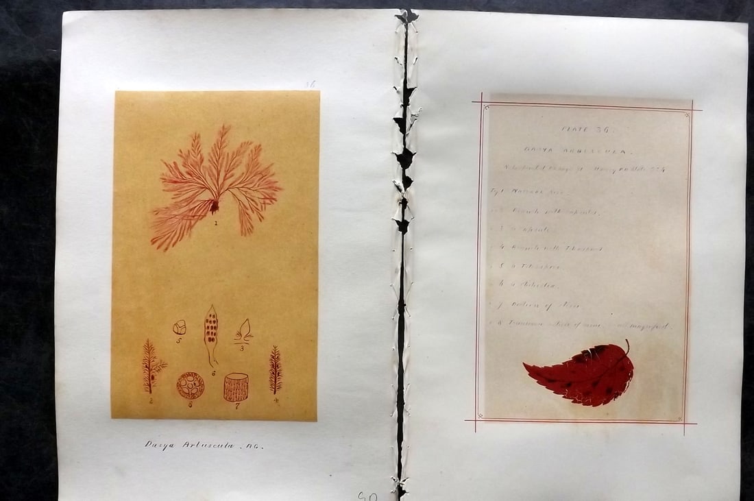 Original Art C1875 Seaweed. Dasya Arbuscula 36: Pen, Ink and/or Watercolour Made in C1875, England for a privately created work on British Seaweeds by an unknown but Gifted Artist. Each drawing with accompanying descriptive manuscript plate, also f