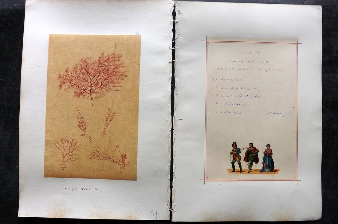 Original Art C1875 Seaweed. Dasya Venusta 37 (1 of 1)