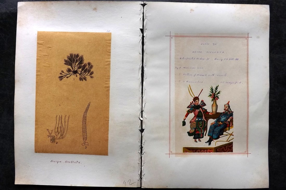 Original Art C1875 Seaweed. Dasya Ocellata 38: Pen, Ink and/or Watercolour Made in C1875, England for a privately created work on British Seaweeds by an unknown but Gifted Artist. Each drawing with accompanying descriptive manuscript plate, also f