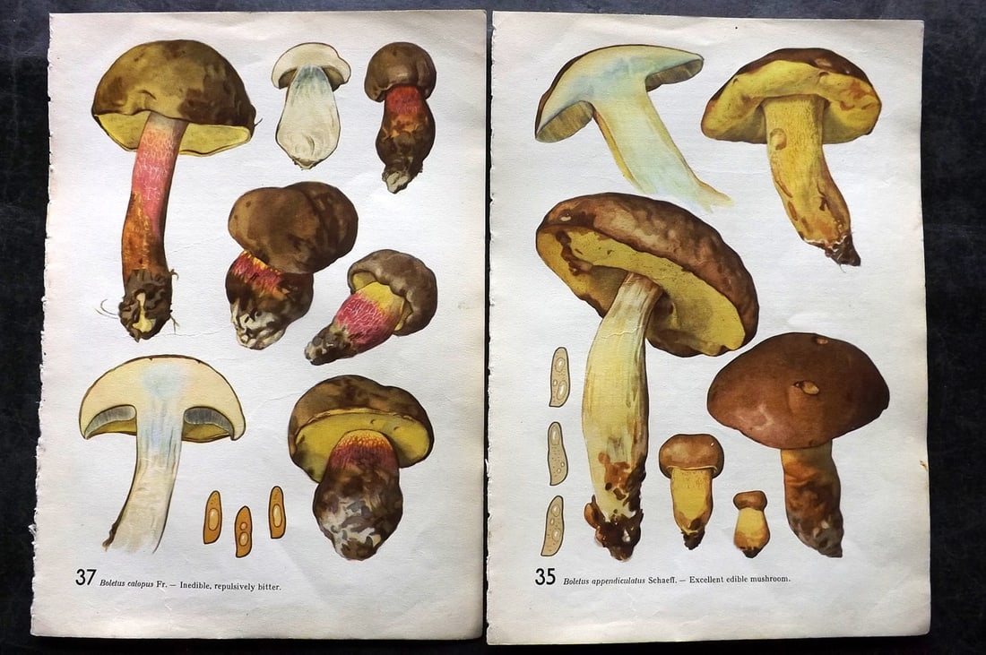 Pilat & Usak 1954 Pair of Folio Mushroom Prints: Folio Offset Lithographs Published 1954, London for "Mushrooms" by Albert Pilat & Otto Usak. Text to the reverse but none showing through front side. Paper Size: 11.5 x 8 inch (29 x 20cm) Good Conditi