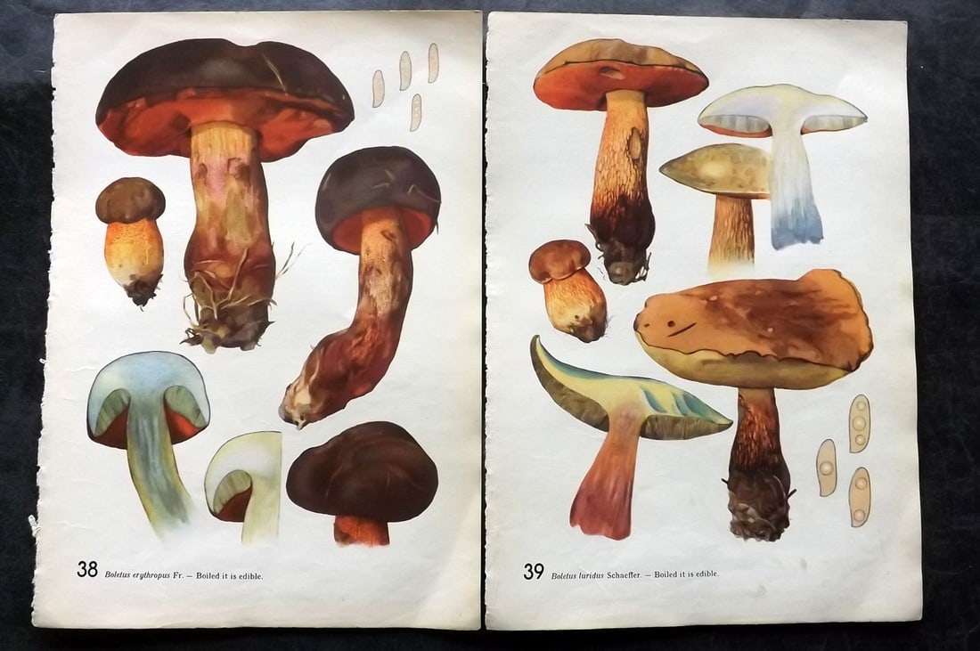 Pilat & Usak 1954 Pair of Folio Mushroom Prints: Folio Offset Lithographs Published 1954, London for "Mushrooms" by Albert Pilat & Otto Usak. Text to the reverse but none showing through front side. Paper Size: 11.5 x 8 inch (29 x 20cm) Good Conditi