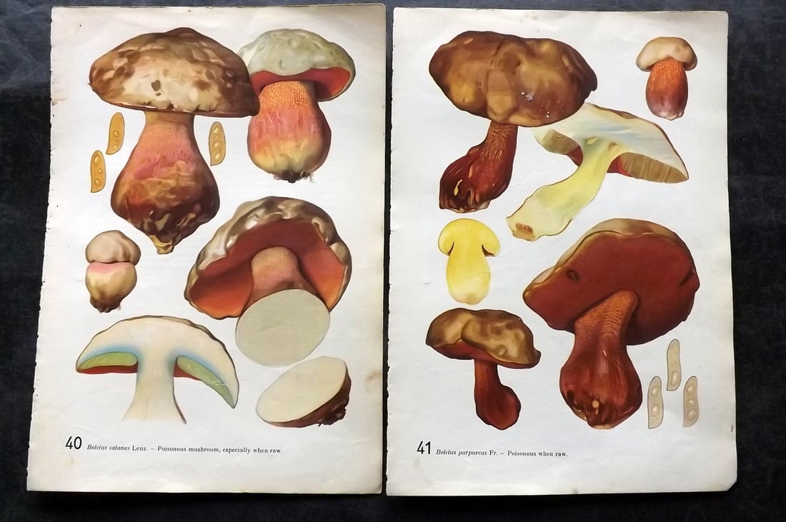 Pilat & Usak 1954 Pair of Folio Mushroom Prints: Folio Offset Lithographs Published 1954, London for "Mushrooms" by Albert Pilat & Otto Usak. Text to the reverse but none showing through front side. Paper Size: 11.5 x 8 inch (29 x 20cm) Good Conditi