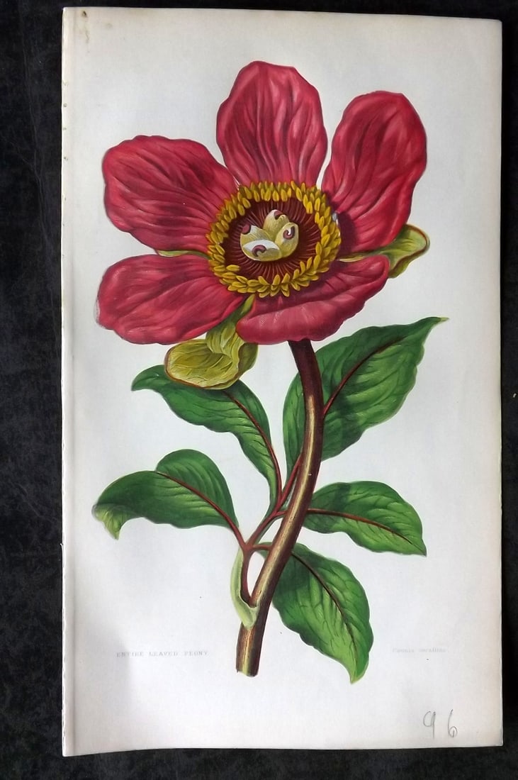Pratt, Anne 1855 Botanical Print. Peony. First Edition: Colour Printed Woodblocks Published 1855, London for "The Flowering Plants and Ferns of Great Britain" First Edition by Anne Pratt. Paper Size: 8.5 x 5.5 inch (22 x 14cm) Good Condition
