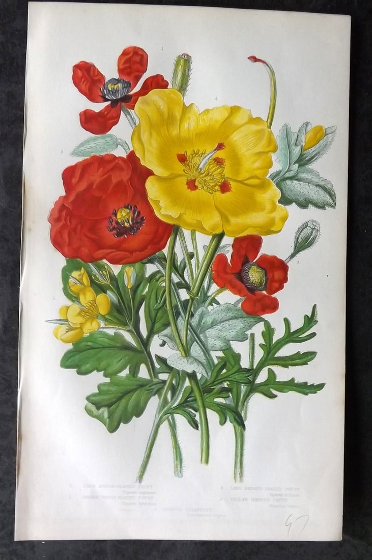 Pratt, Anne 1855 Botanical Print. Poppy Poppies. First Edition (1 of 1)