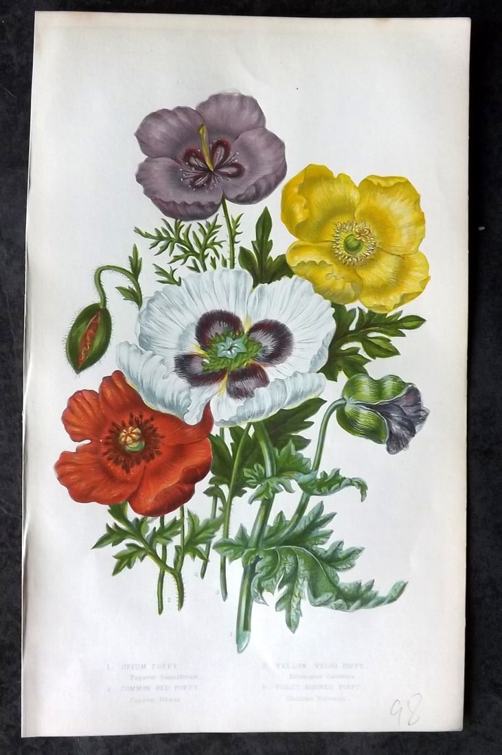 Pratt, Anne 1855 Botanical Print. Poppy Poppies. First Edition (1 of 1)
