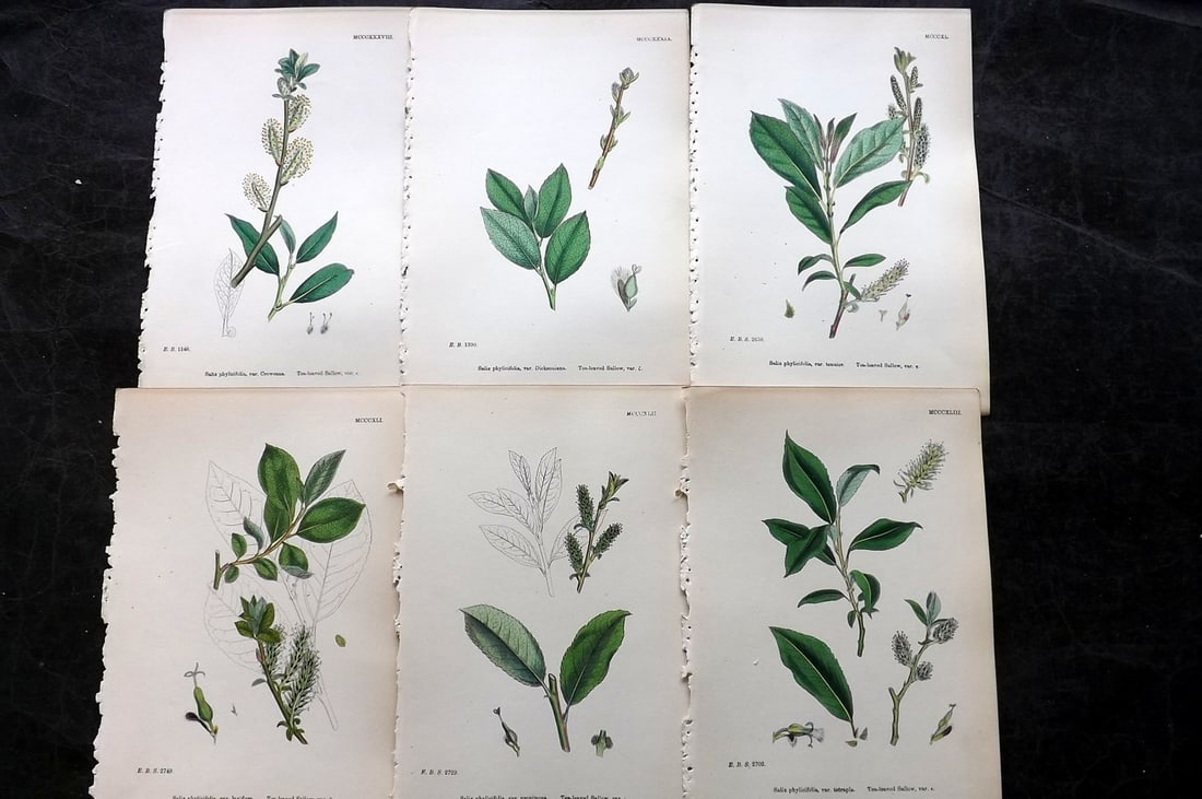 Sowerby, James 1873 Lot of 6 Hand Colored Botanical Prints: Hand Colored Lithographs Published 1863-86, London for "English Botany" by John & James Sowerby. Paper Size: 10 x 6.5 inch (25 x 17cm) Good Condition