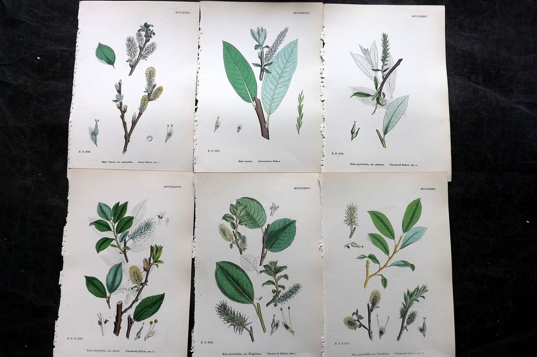 Sowerby, James 1873 Lot of 6 Hand Colored Botanical Prints: Hand Colored Lithographs Published 1863-86, London for "English Botany" by John & James Sowerby. Paper Size: 10 x 6.5 inch (25 x 17cm) Good Condition