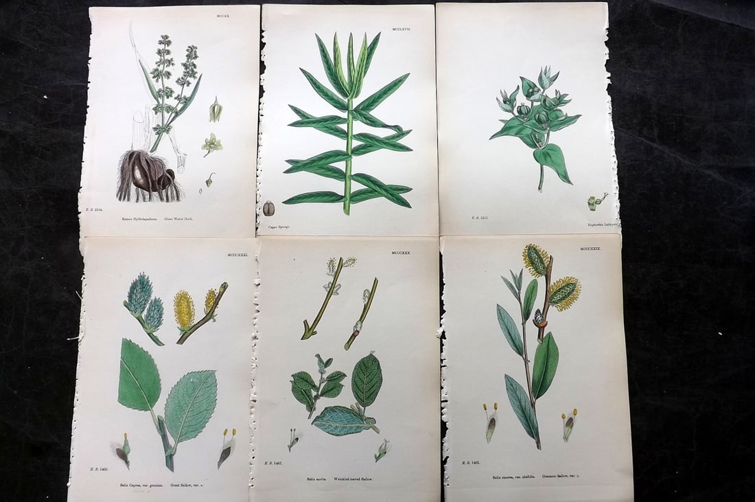 Sowerby, James 1873 Lot of 6 Hand Colored Botanical Prints: Hand Colored Lithographs Published 1863-86, London for "English Botany" by John & James Sowerby. Paper Size: 10 x 6.5 inch (25 x 17cm) Good Condition