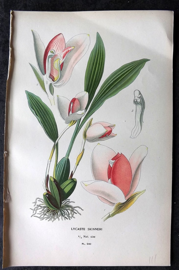 Step, Edward 1897 Antique Botanical Print. Lycaste Skinneri 240 Orcchid: Chromolithograph Published 1896-97 by Frederick Warne & Co., London for "Favourite Flowers of Garden and Greenhouse" by Edward Step and William Watson. Paper Size: 9 x 6 inch (23 x 15cm) Good Conditio
