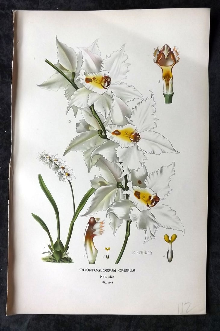 Step, Edward 1897 Antique Botanical Print. Odontglossum Crispum. Orchid 241: Chromolithograph Published 1896-97 by Frederick Warne & Co., London for "Favourite Flowers of Garden and Greenhouse" by Edward Step and William Watson. Paper Size: 9 x 6 inch (23 x 15cm) Good Conditio