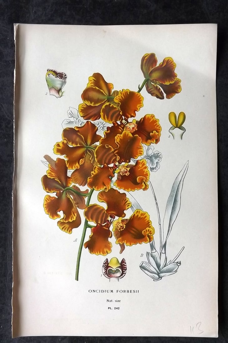 Step, Edward 1897 Antique Botanical Print. Ocidium Forbesii. Orchid 242: Chromolithograph Published 1896-97 by Frederick Warne & Co., London for "Favourite Flowers of Garden and Greenhouse" by Edward Step and William Watson. Paper Size: 9 x 6 inch (23 x 15cm) Good Conditio