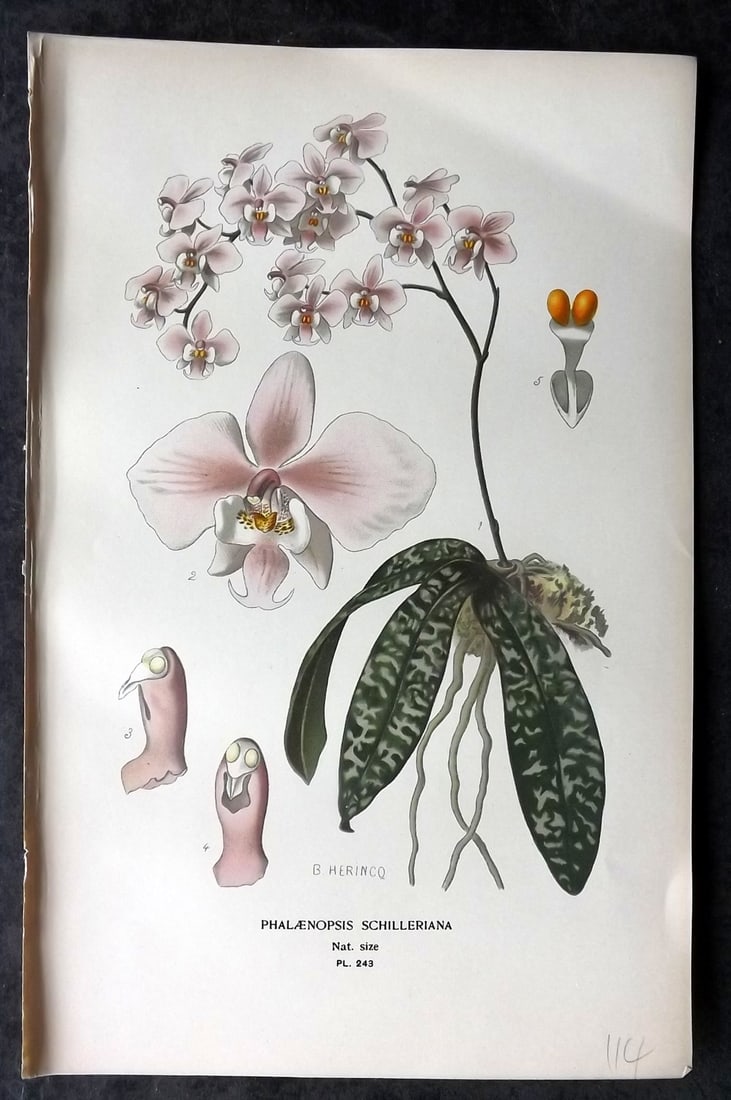 Step, Edward 1897 Antique Botanical Print. Phalaenopsis Schilleriana. Orchid 243: Chromolithograph Published 1896-97 by Frederick Warne & Co., London for "Favourite Flowers of Garden and Greenhouse" by Edward Step and William Watson. Paper Size: 9 x 6 inch (23 x 15cm) Good Conditio