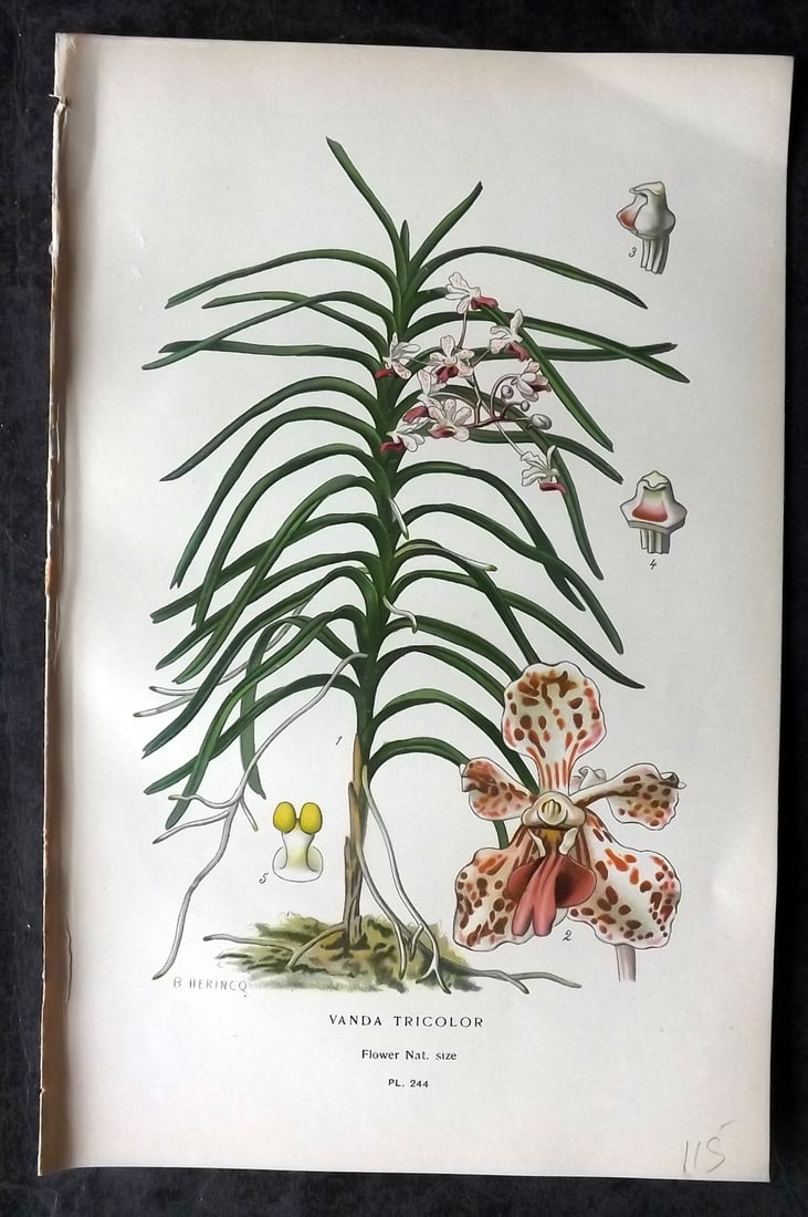 Step, Edward 1897 Antique Botanical Print. Vanda Tricolor. Orchid 244: Chromolithograph Published 1896-97 by Frederick Warne & Co., London for "Favourite Flowers of Garden and Greenhouse" by Edward Step and William Watson. Paper Size: 9 x 6 inch (23 x 15cm) Good Conditio