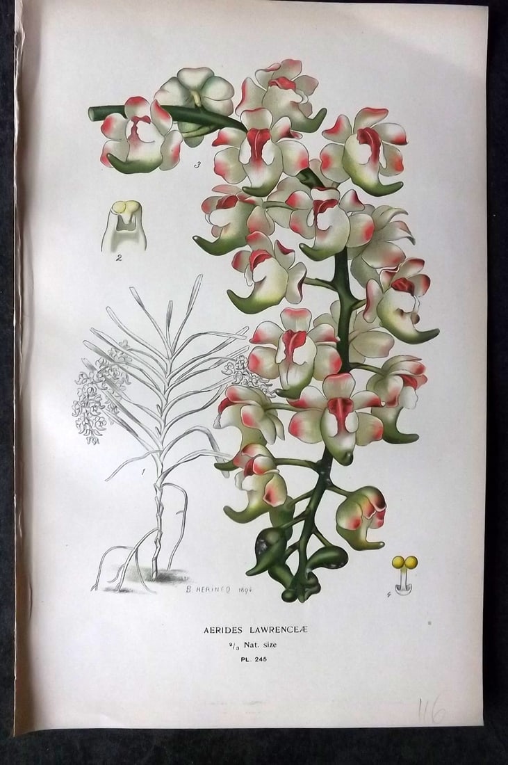 Step, Edward 1897 Antique Botanical Print. Aerides Lawrenceae. Orchid 245: Chromolithograph Published 1896-97 by Frederick Warne & Co., London for "Favourite Flowers of Garden and Greenhouse" by Edward Step and William Watson. Paper Size: 9 x 6 inch (23 x 15cm) Good Conditio