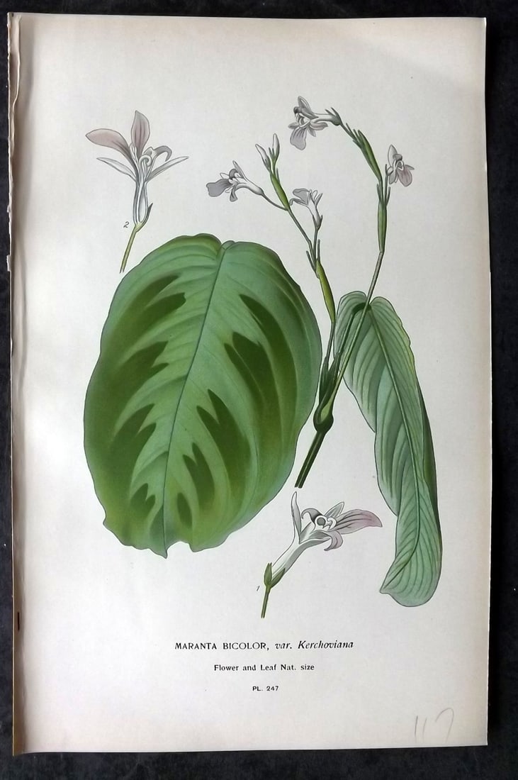 Step, Edward 1897 Antique Botanical Print. Maranta Bicolor. Orchid 247: Chromolithograph Published 1896-97 by Frederick Warne & Co., London for "Favourite Flowers of Garden and Greenhouse" by Edward Step and William Watson. Paper Size: 9 x 6 inch (23 x 15cm) Good Conditio