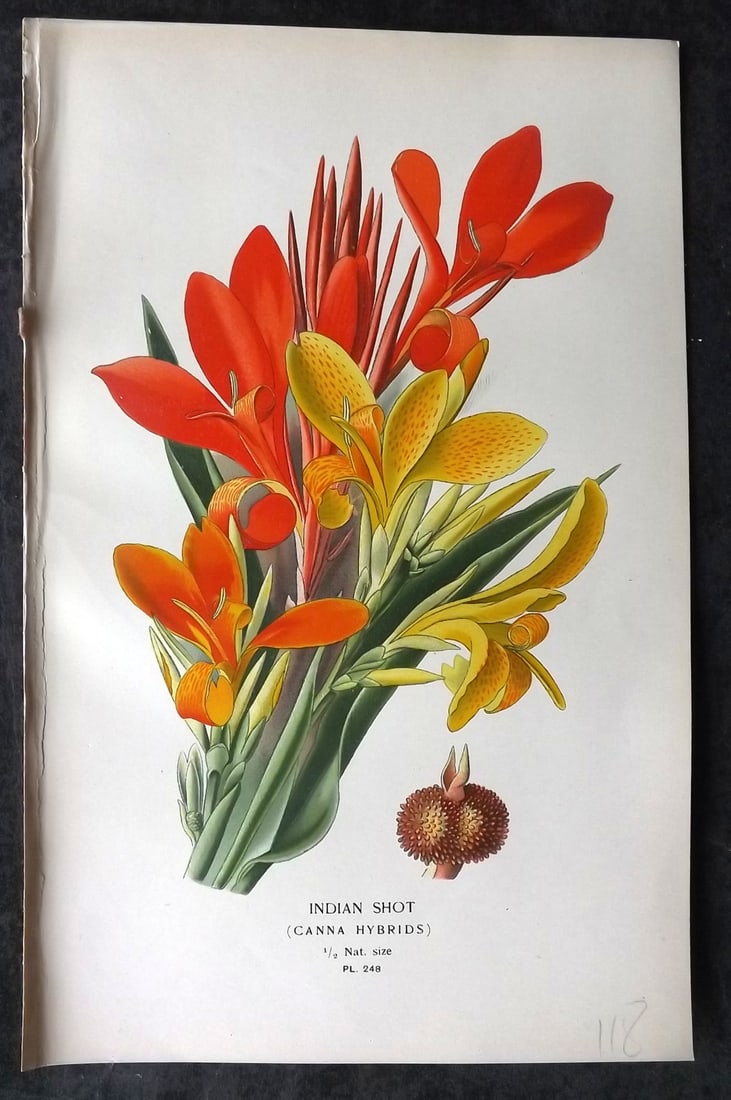 Step, Edward 1897 Antique Botanical Print. Indian Shot 248: Chromolithograph Published 1896-97 by Frederick Warne & Co., London for "Favourite Flowers of Garden and Greenhouse" by Edward Step and William Watson. Paper Size: 9 x 6 inch (23 x 15cm) Good Conditio