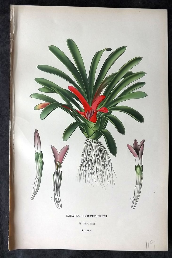 Step, Edward 1897 Antique Botanical Print. Karatas Scheremeteiwi 249: Chromolithograph Published 1896-97 by Frederick Warne & Co., London for "Favourite Flowers of Garden and Greenhouse" by Edward Step and William Watson. Paper Size: 9 x 6 inch (23 x 15cm) Good Conditio