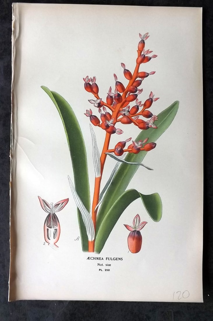 Step, Edward 1897 Antique Botanical Print. Aechmea Fulgens 250: Chromolithograph Published 1896-97 by Frederick Warne & Co., London for "Favourite Flowers of Garden and Greenhouse" by Edward Step and William Watson. Paper Size: 9 x 6 inch (23 x 15cm) Good Conditio