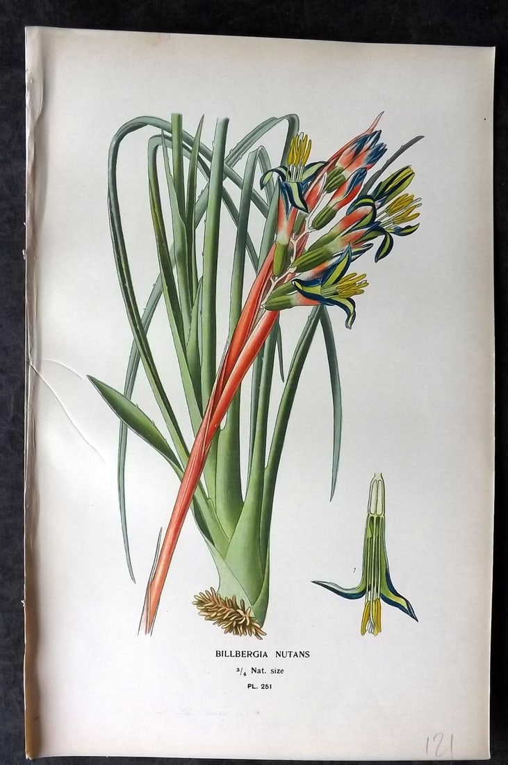 Step, Edward 1897 Antique Botanical Print. Billbergia Nutans 251: Chromolithograph Published 1896-97 by Frederick Warne & Co., London for "Favourite Flowers of Garden and Greenhouse" by Edward Step and William Watson. Paper Size: 9 x 6 inch (23 x 15cm) Good Conditio