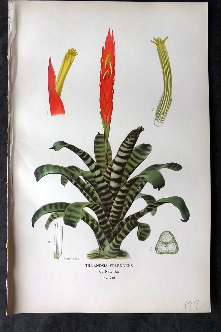 Step, Edward 1897 Antique Botanical Print. Tillandsia Splendens 252: Chromolithograph Published 1896-97 by Frederick Warne & Co., London for "Favourite Flowers of Garden and Greenhouse" by Edward Step and William Watson. Paper Size: 9 x 6 inch (23 x 15cm) Good Conditio